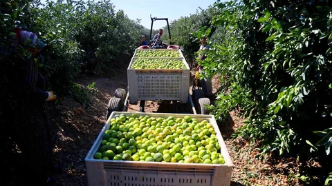 Adana'da mandalina hasadı verimli geçiyor.
