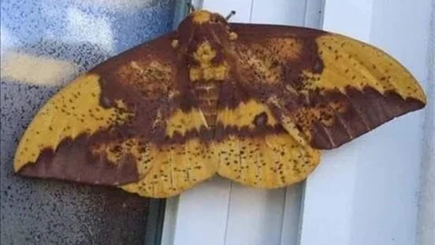 Aydın'da Kelebeğin Sırtında İlginç Figür