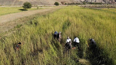 Şırnak’ta Susam Hasadı Başladı