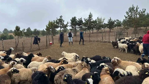 Tokat'ta Çobanlara Hayvan Sağlığı Eğitimi