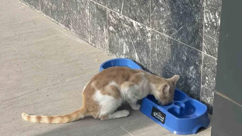 Bursa'da sokak hayvanlarına umut ışığı oldu