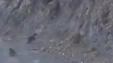 Bolu'da Ayılar Korkuyla Dağa Tırmandı
