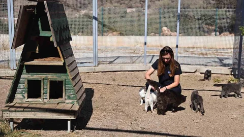 Antalya'da sokak hayvanlarına 7/24 rehabilitasyon hizmeti veriliyor