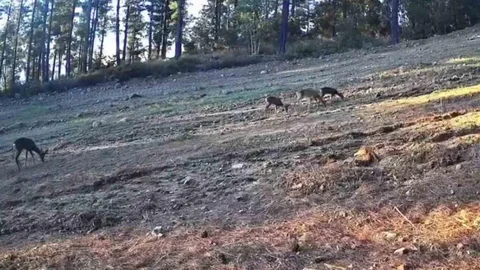 Tekirdağ'da Karaca Ailesi Fotokapana Takıldı