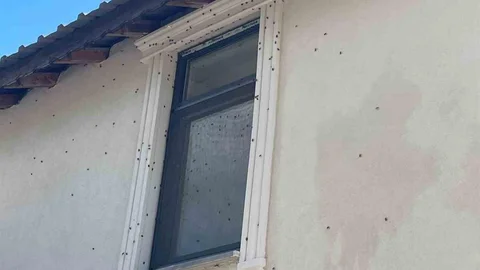 Sakarya'da kahverengi kokarca böceği istilası