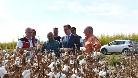Salihli'de pamuk hasadı başladı