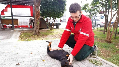 İstanbul'da Sokak Hayvanlarına Destek Projesi