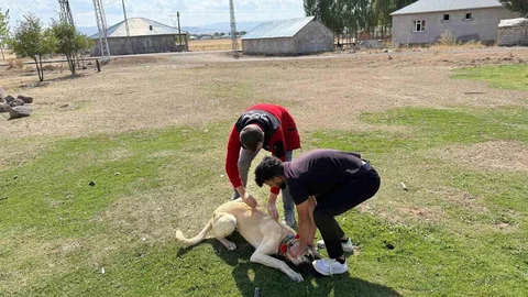Ağrı'da köpeklere mikroçip ve kuduz aşısı uygulanıyor