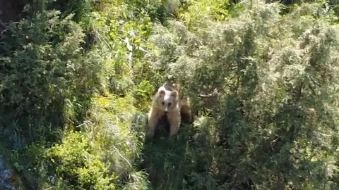 Oltu'da dronla boz ayı görüntülendi