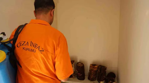 Adana'da hükümlüler, kilogramı 15 bin TL'ye kadar çıkan Kırmızı Reishi mantarını yetiştirmeyi başardı.