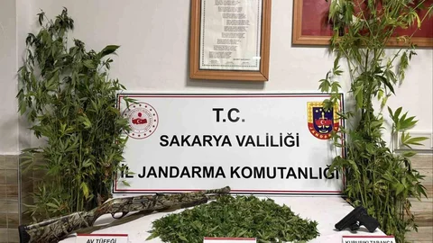 Karasu'da kenevir hasadı yaparken suçüstü yakalanan şahıs tutuklandı