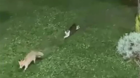 Hakkari Şemdinli'de kedi ve tilkinin oyun keyfi