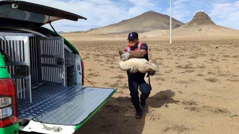 Karaman'da yaralı pelikanlar koruma altına alındı
