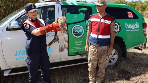 Bingöl'de yaralı kartal kurtarıldı