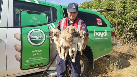 Muş'ta 5 yavru köpek ormana terk edildi, jandarma ekipleri tarafından kurtarıldı