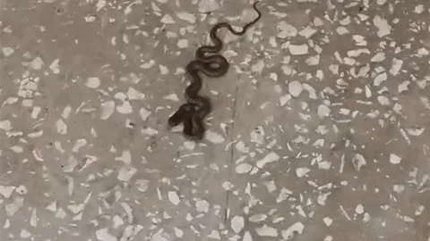 Bursa'da Okulda Yılan Paniği