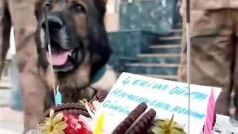 Van'da Jandarma'dan Hayvanlara Özel Kutlama