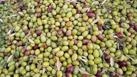 Köşk'te Memecik Zeytini'ne dikkat çekildi