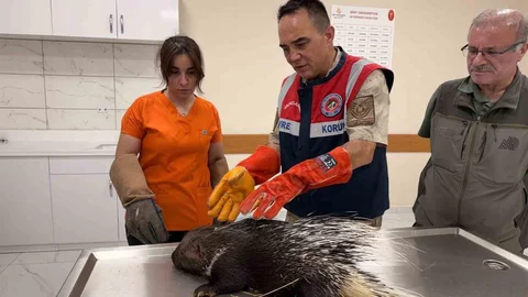 Siirt'te doğa dostu jandarma çalışmaları