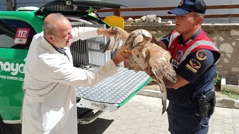 Karaman'da yaralı kızıl şahin koruma altına alındı