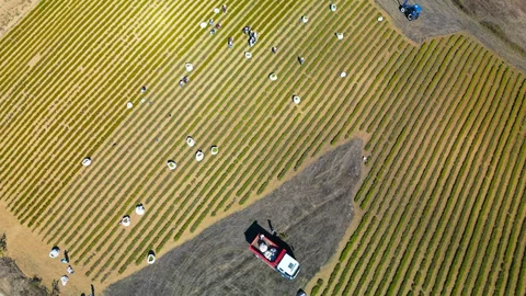 Kocaeli'de Tıbbi ve Aromatik Bitki Hasadı