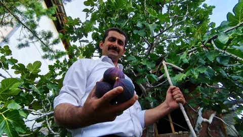 Erzurum'da Bursa karası inciri yetiştirildi