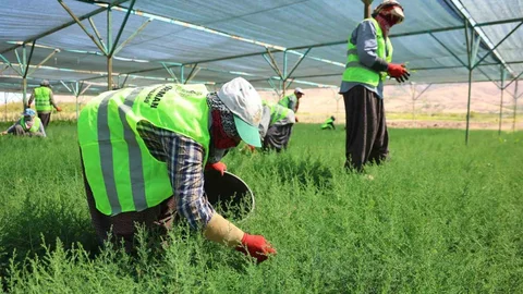 Elazığ’da Fidanlar Kadınların Emeğiyle Büyüyor