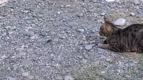 Adana'da kedi fareyle oynadı