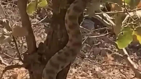 Mardin'de engerek yılanı ağaçta görüntülendi