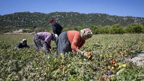 Mersin'de Üreticilere Domates Fidesi Desteği