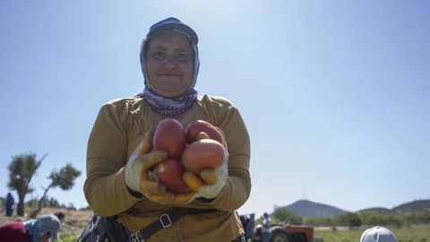 Mersinli Domates Üreticisine Büyükşehir’den Fide Desteği