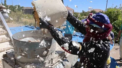 Aksaray'da organik sarımsak ekimi başladı