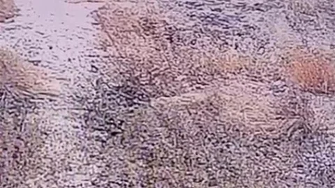 Şanlıurfa'da Çizgili Sırtlan Görüntülendi