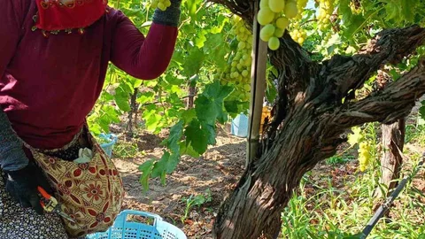 Sarıgöl'de üzüm hasadı sürüyor