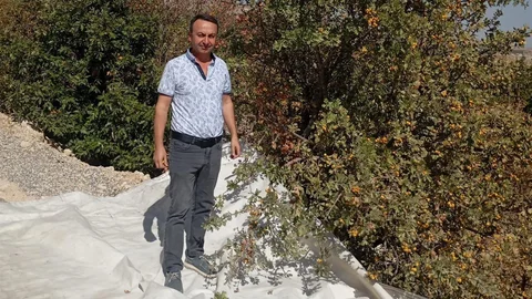 Malatya'da alıç hasadı devam ediyor