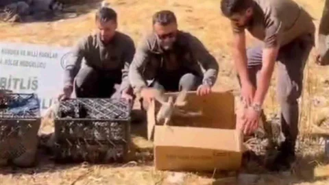 Bitlis'te Keklik Ticareti Engellendi