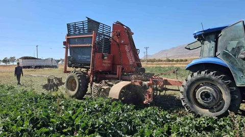 Bitlis'te pancar sökümüne başlandı