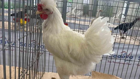 Karadeniz’in Gugulli tavuk ırkı Balıkesir'de büyük ilgi gördü.