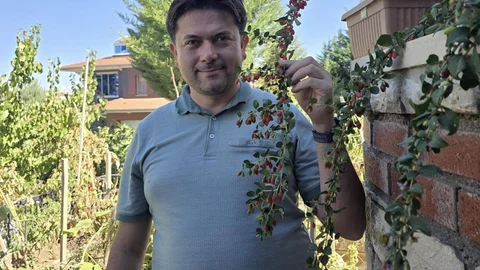 Van'da tropik meyve yetiştiren doktor