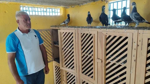 Kayıp güvercinlere 100 bin lira ödül verilecek