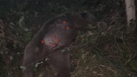 Karabük Yenice'de kapana yakalanan ayı kurtarıldı