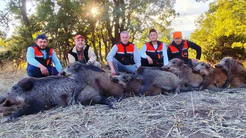 Kütahya'nın Hisarcık ilçesinde avcılar 6 saatte 7 yaban domuzu vurdu.