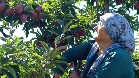 Konya'da Elma Hasadı Sürüyor