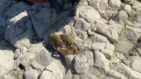 Adıyaman'da Kerevit İlk Defa Görüldü