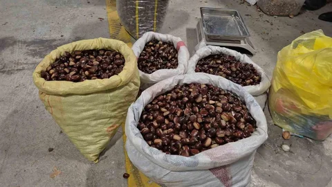 Düzce'de Kuzu Kestanesi Tezgahlarda