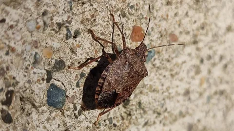 Samsun'da kahverengi kokarca zararlısının kışlaklara yönelme tehlikesi var.