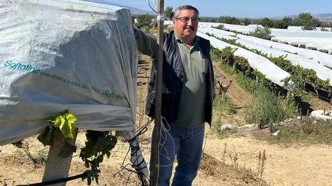 Manisa'da üzüm bağlarını güvenlik kameraları koruyor