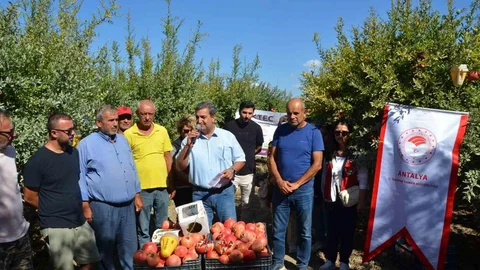 Antalya'da nar hasadı başladı