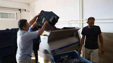 Muğla'da Bağcılığa Modern Dokunuş