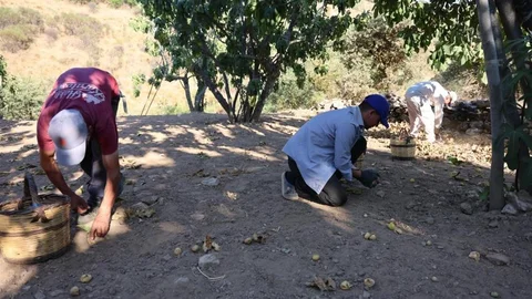 Aydın'da incir üreticileri Ziraat Odası Başkanı Kendirlioğlu'na eleştirilerde bulundu.